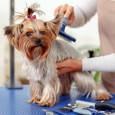 Pet Grooming Advanced