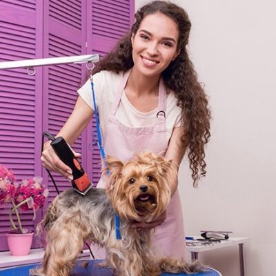 Dog-grooming Professional Diploma